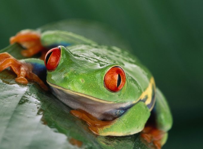 Wallpaper Tree frog, Costa Rica, green, orange, tropical, exotic, travel, tourism, frog, poison, Animals 7749411392